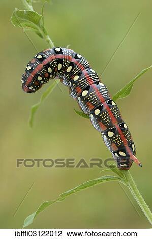"Spurge Hawk-moth (Hyles euphorbiae), caterpillar climbing on a stem, Valle Verzasca, Kanton Tessin, Switzerland, Europe" View Large Photo Image Stock Image - "Spurge Hawk-moth (Hyles euphorbiae), caterpillar climbing on a stem, Valle Verzasca, Kanton Tessin, Switzerland, Europe". Fotosearch
