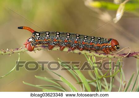 "Spurge Hawk-moth (Hyles euphorbiae), caterpillar feeding on its food plant, a Cypress Spurge (Euphorbia cyparissias), Hesse, Germany, Europe" View Large Photo Image Stock Photo - "Spurge Hawk-moth (Hyles euphorbiae), caterpillar feeding on its food plant, a Cypress Spurge (Euphorbia cyparissias), Hesse, Germany, Europe". Fotosearch