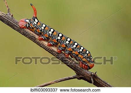 "Spurge Hawk-moth (Hyles euphorbiae), caterpillar climbing on a stalk, Valle Verzasca, Kanton Tessin, Switzerland, Europe" View Large Photo Image Stock Photo - "Spurge Hawk-moth (Hyles euphorbiae), caterpillar climbing on a stalk, Valle Verzasca, Kanton Tessin, Switzerland, Europe". Fotosearch