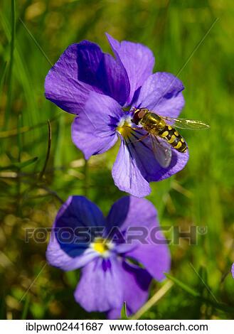"Spurred Violet (Viola calcarata) with a hoverfly, Swiss Alps, Switzerland, Europe" View Large Photo Image Stock Photo - "Spurred Violet (Viola calcarata) with a hoverfly, Swiss Alps, Switzerland, Europe". Fotosearch