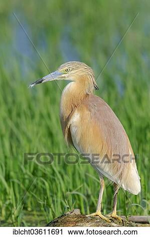 "Squacco Heron (Ardeola ralloides), Central Macedonia, Greece, Europe" View Large Photo Image Stock Image - "Squacco Heron (Ardeola ralloides), Central Macedonia, Greece, Europe". Fotosearch