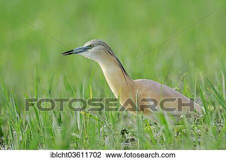 "Squacco Heron (Ardeola ralloides), foraging, Central Macedonia, Greece, Europe" View Large Photo Image Stock Image - "Squacco Heron (Ardeola ralloides), foraging, Central Macedonia, Greece, Europe". Fotosearch