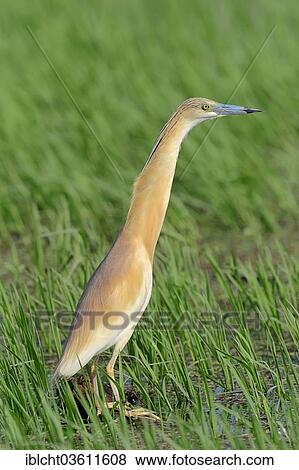 "Squacco Heron (Ardeola ralloides), Central Macedonia, Greece, Europe" View Large Photo Image Stock Photo - "Squacco Heron (Ardeola ralloides), Central Macedonia, Greece, Europe". Fotosearch