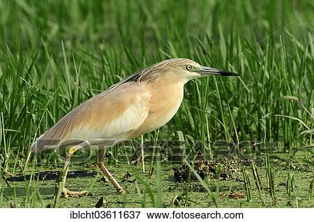 "Squacco Heron (Ardeola ralloides), Central Macedonia, Greece, Europe" View Large Photo Image Stock Photo - "Squacco Heron (Ardeola ralloides), Central Macedonia, Greece, Europe". Fotosearch