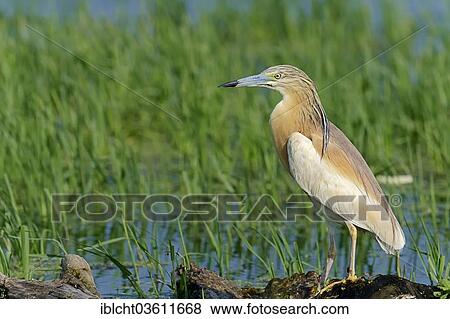 Stock Photo - "Squacco Heron (Ardeola ralloides), Central Macedonia, Greece, Europe". Fotosearch