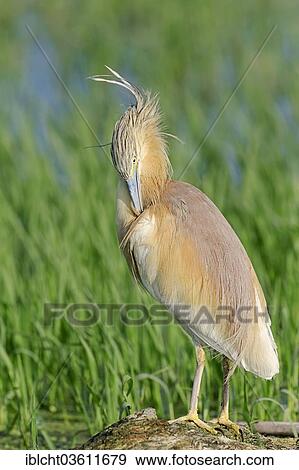 "Squacco Heron (Ardeola ralloides), preening, Central Macedonia, Greece, Europe" View Large Photo Image Stock Photo - "Squacco Heron (Ardeola ralloides), preening, Central Macedonia, Greece, Europe". Fotosearch