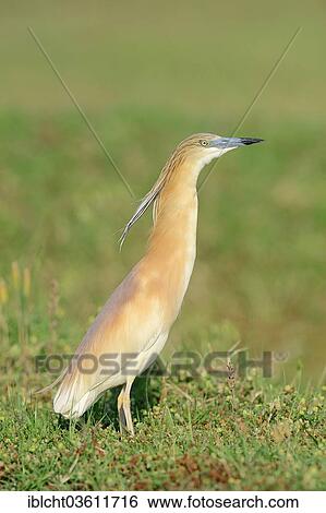 "Squacco Heron (Ardeola ralloides), Central Macedonia, Greece, Europe" View Large Photo Image Stock Photograph - "Squacco Heron (Ardeola ralloides), Central Macedonia, Greece, Europe". Fotosearch