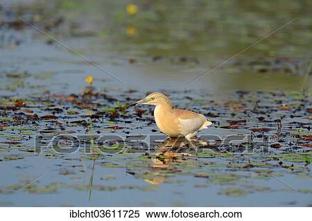 "Squacco Heron (Ardeola ralloides), foraging, Central Macedonia, Greece, Europe" View Large Photo Image Stock Photography - "Squacco Heron (Ardeola ralloides), foraging, Central Macedonia, Greece, Europe". Fotosearch