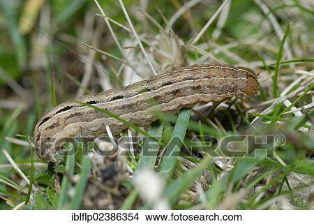 "Square-spot Rustic Moth (Xestia xanthographa), caterpillar, feeding on grasses, Port Eynon, Gower Peninsula, West Glamorgan, South Wales, United Kingdom, Europe" View Large Photo Image Picture - "Square-spot Rustic Moth (Xestia xanthographa), caterpillar, feeding on grasses, Port Eynon, Gower Peninsula, West Glamorgan, South Wales, United Kingdom, Europe". Fotosearch