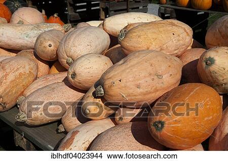 Squashes of the Banana variety View Large Photo Image Picture - Squashes of the Banana variety. Fotosearch