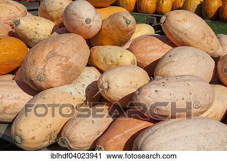 Squashes of the Banana variety View Large Photo Image Stock Image - Squashes of the Banana variety. Fotosearch