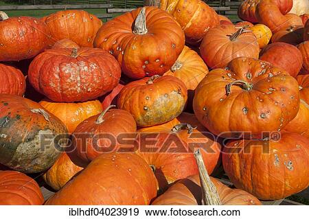 "Squashes of the Roter Zentner variety, Rouge vif d'Etampes Pumpkin (Cucurbita maxima)" View Large Photo Image Stock Photo - "Squashes of the Roter Zentner variety, Rouge vif d'Etampes Pumpkin (Cucurbita maxima)". Fotosearch
