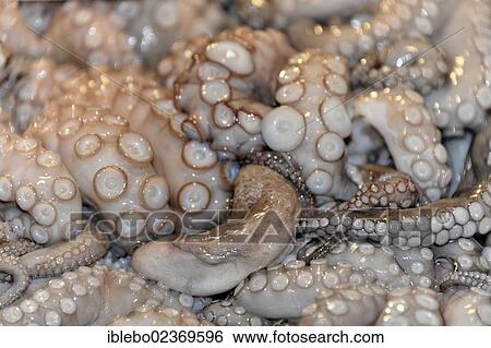 "Squid on sale at the fish market, Campo de la Pescaria, Rialto Market, San Polo district, Venice, Veneto, Italy, Europe" View Large Photo Image Stock Photograph - "Squid on sale at the fish market, Campo de la Pescaria, Rialto Market, San Polo district, Venice, Veneto, Italy, Europe". Fotosearch