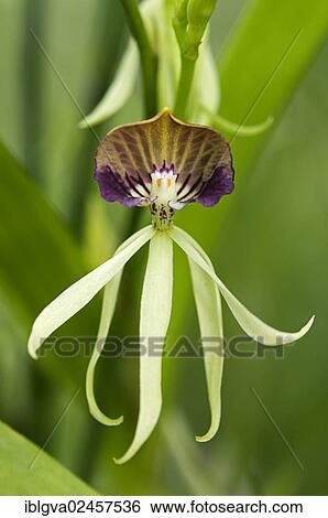 "Squid Orchid (Prosthechea cochleata, formerly Encyclia cochleata), tropical orchid, Thailand, Asia" View Large Photo Image Stock Photograph - "Squid Orchid (Prosthechea cochleata, formerly Encyclia cochleata), tropical orchid, Thailand, Asia". Fotosearch