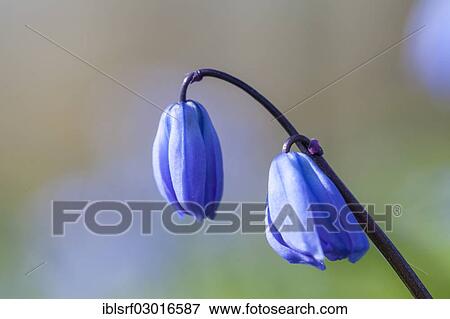 "Squill (Scilla), Kassel, Kassel, Hesse, Germany, Europe" View Large Photo Image Stock Photo - "Squill (Scilla), Kassel, Kassel, Hesse, Germany, Europe". Fotosearch