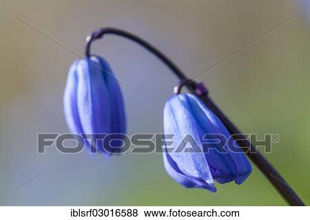 "Squill (Scilla), Kassel, Kassel, Hesse, Germany, Europe" View Large Photo Image Stock Photo - "Squill (Scilla), Kassel, Kassel, Hesse, Germany, Europe". Fotosearch