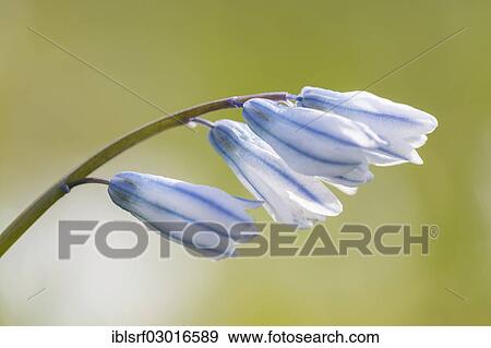 "Squill (Scilla), Kassel, Kassel, Hesse, Germany, Europe" View Large Photo Image Stock Photo - "Squill (Scilla), Kassel, Kassel, Hesse, Germany, Europe". Fotosearch