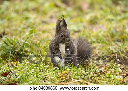 "Squirrel (Sciurus vulgaris), Almatl, Upper Austria, Austria, Europe" View Large Photo Image Stock Image - "Squirrel (Sciurus vulgaris), Almatl, Upper Austria, Austria, Europe". Fotosearch