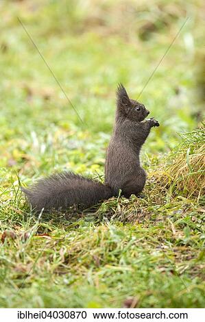 "Squirrel (Sciurus vulgaris), Almatl, Upper Austria, Austria, Europe" View Large Photo Image Stock Image - "Squirrel (Sciurus vulgaris), Almatl, Upper Austria, Austria, Europe". Fotosearch
