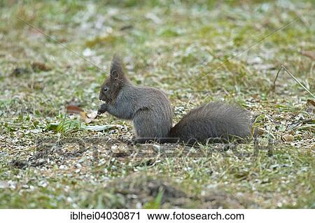 "Squirrel (Sciurus vulgaris), Almatl, Upper Austria, Austria, Europe" View Large Photo Image Stock Image - "Squirrel (Sciurus vulgaris), Almatl, Upper Austria, Austria, Europe". Fotosearch