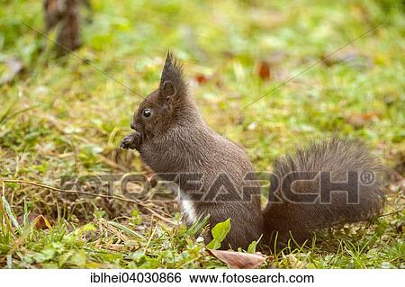 "Squirrel (Sciurus vulgaris), Almatl, Upper Austria, Austria, Europe" View Large Photo Image Stock Photograph - "Squirrel (Sciurus vulgaris), Almatl, Upper Austria, Austria, Europe". Fotosearch