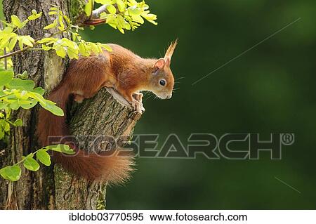 "Squirrel (Sciurus vulgaris), Bavaria, Germany, Europe" View Large Photo Image Stock Photography - "Squirrel (Sciurus vulgaris), Bavaria, Germany, Europe". Fotosearch