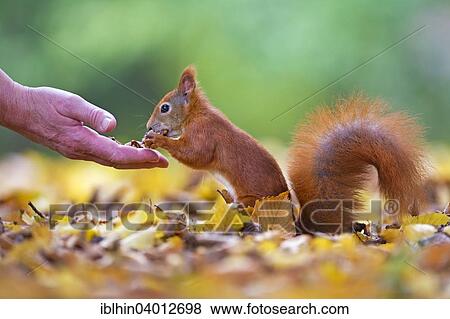 "Squirrel (Sciurus vulgaris) being fed, autumn, municipal park, Saxony, Germany, Europe" View Large Photo Image Stock Photo - "Squirrel (Sciurus vulgaris) being fed, autumn, municipal park, Saxony, Germany, Europe". Fotosearch
