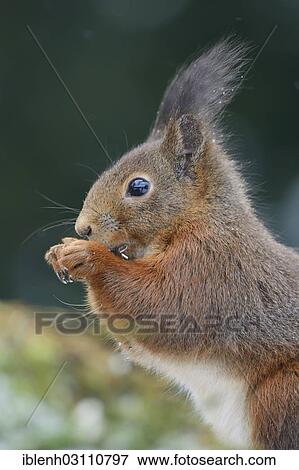 "Squirrel (Sciurus vulgaris) eating sunflower seeds, Haren, Emsland, Lower Saxony, Germany, Europe" View Large Photo Image Stock Photo - "Squirrel (Sciurus vulgaris) eating sunflower seeds, Haren, Emsland, Lower Saxony, Germany, Europe". Fotosearch