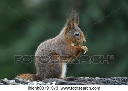 "Squirrel (Sciurus vulgaris), Emsland, Lower Saxony, Germany, Europe" View Large Photo Image Stock Image - "Squirrel (Sciurus vulgaris), Emsland, Lower Saxony, Germany, Europe". Fotosearch
