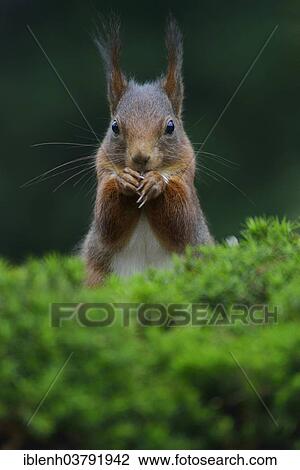 Stock Image - "Squirrel (Sciurus vulgaris), Emsland, Lower Saxony, Germany, Europe". Fotosearch
