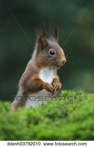 "Squirrel (Sciurus vulgaris), Emsland, Lower Saxony, Germany, Europe" View Large Photo Image Stock Image - "Squirrel (Sciurus vulgaris), Emsland, Lower Saxony, Germany, Europe". Fotosearch