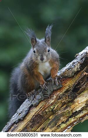 "Squirrel (Sciurus vulgaris), Emsland, Lower Saxony, Germany, Europe" View Large Photo Image Stock Image - "Squirrel (Sciurus vulgaris), Emsland, Lower Saxony, Germany, Europe". Fotosearch