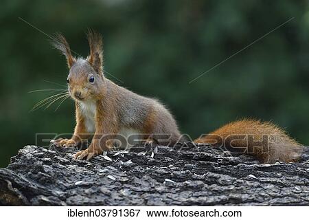 "Squirrel (Sciurus vulgaris), Emsland, Lower Saxony, Germany, Europe" View Large Photo Image Stock Photo - "Squirrel (Sciurus vulgaris), Emsland, Lower Saxony, Germany, Europe". Fotosearch