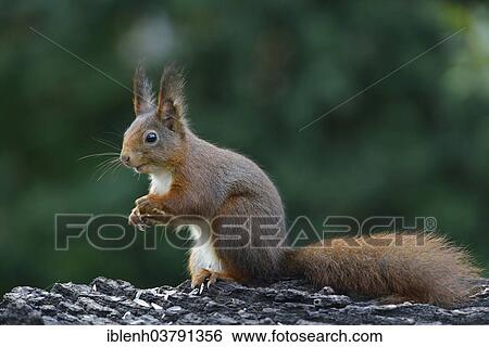 "Squirrel (Sciurus vulgaris), Emsland, Lower Saxony, Germany, Europe" View Large Photo Image Stock Photograph - "Squirrel (Sciurus vulgaris), Emsland, Lower Saxony, Germany, Europe". Fotosearch