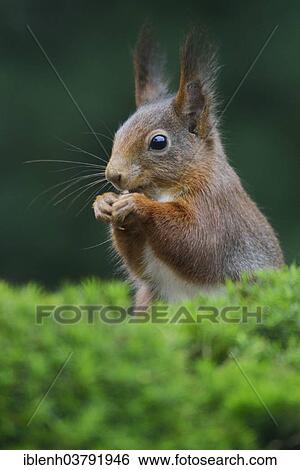 "Squirrel (Sciurus vulgaris), Emsland, Lower Saxony, Germany, Europe" View Large Photo Image Stock Photograph - "Squirrel (Sciurus vulgaris), Emsland, Lower Saxony, Germany, Europe". Fotosearch