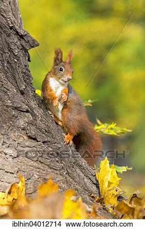 "Squirrel (Sciurus vulgaris), foraging, autumn, Saxony, Germany, Europe" View Large Photo Image Picture - "Squirrel (Sciurus vulgaris), foraging, autumn, Saxony, Germany, Europe". Fotosearch