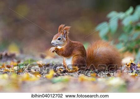 Stock Image - "Squirrel (Sciurus vulgaris), foraging, autumn, Saxony, Germany, Europe". Fotosearch
