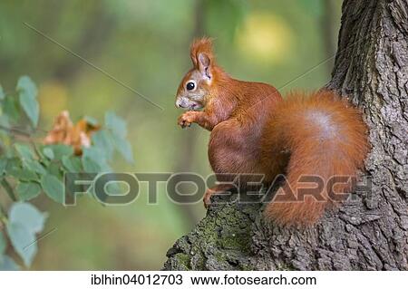 "Squirrel (Sciurus vulgaris), foraging, Saxony, Germany, Europe" View Large Photo Image Stock Image - "Squirrel (Sciurus vulgaris), foraging, Saxony, Germany, Europe". Fotosearch