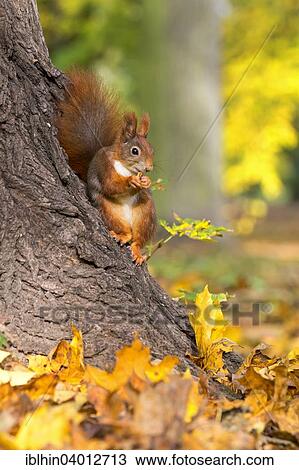 "Squirrel (Sciurus vulgaris), foraging, autumn, Saxony, Germany, Europe" View Large Photo Image Stock Image - "Squirrel (Sciurus vulgaris), foraging, autumn, Saxony, Germany, Europe". Fotosearch