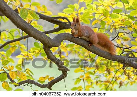 "Squirrel (Sciurus vulgaris), foraging, walnut, in autumn, Saxony, Germany, Europe" View Large Photo Image Stock Image - "Squirrel (Sciurus vulgaris), foraging, walnut, in autumn, Saxony, Germany, Europe". Fotosearch