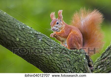 "Squirrel (Sciurus vulgaris), foraging, Saxony, Germany, Europe" View Large Photo Image Stock Photo - "Squirrel (Sciurus vulgaris), foraging, Saxony, Germany, Europe". Fotosearch