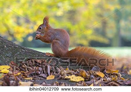 "Squirrel (Sciurus vulgaris), foraging, autumn, Saxony, Germany, Europe" View Large Photo Image Stock Photo - "Squirrel (Sciurus vulgaris), foraging, autumn, Saxony, Germany, Europe". Fotosearch