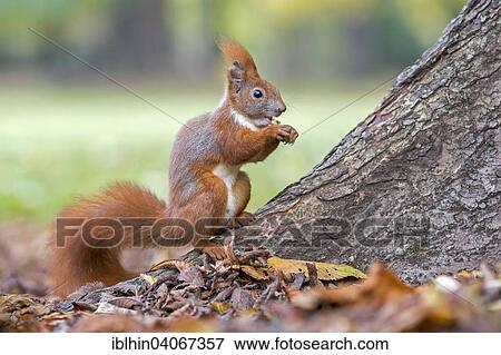 "Squirrel (Sciurus vulgaris), foraging, walnut, in autumn, Saxony, Germany, Europe" View Large Photo Image Stock Photo - "Squirrel (Sciurus vulgaris), foraging, walnut, in autumn, Saxony, Germany, Europe". Fotosearch