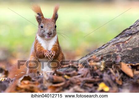 Stock Photography - "Squirrel (Sciurus vulgaris), foraging, autumn, Saxony, Germany, Europe". Fotosearch