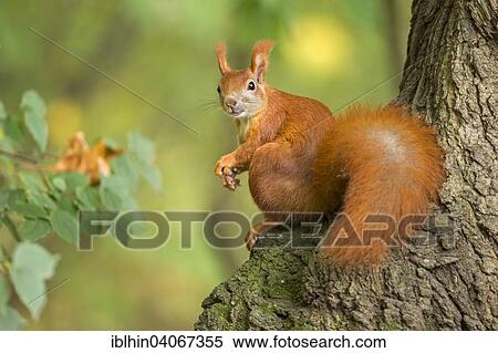 "Squirrel (Sciurus vulgaris), in autumn, Saxony, Germany, Europe" View Large Photo Image Stock Photography - "Squirrel (Sciurus vulgaris), in autumn, Saxony, Germany, Europe". Fotosearch