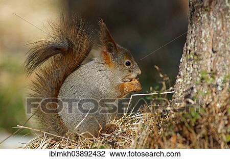 "Squirrel (Sciurus vulgaris), Karelia, Finland, Europe" View Large Photo Image Stock Image - "Squirrel (Sciurus vulgaris), Karelia, Finland, Europe". Fotosearch