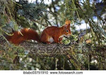 "Squirrel (Sciurus vulgaris) on branch, Hesse, Germany, Europe" View Large Photo Image Stock Image - "Squirrel (Sciurus vulgaris) on branch, Hesse, Germany, Europe". Fotosearch