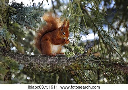 "Squirrel (Sciurus vulgaris) on branch, Hesse, Germany, Europe" View Large Photo Image Stock Image - "Squirrel (Sciurus vulgaris) on branch, Hesse, Germany, Europe". Fotosearch