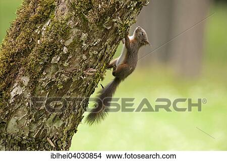 "Squirrel (Sciurus vulgaris) on the tree, Almatl, Upper Austria, Austria, Europe" View Large Photo Image Picture - "Squirrel (Sciurus vulgaris) on the tree, Almatl, Upper Austria, Austria, Europe". Fotosearch