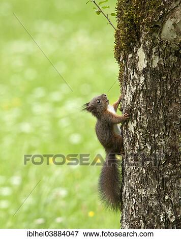 "Squirrel (Sciurus vulgaris) on the tree, Almatl, Upper Austria, Austria, Europe" View Large Photo Image Stock Photo - "Squirrel (Sciurus vulgaris) on the tree, Almatl, Upper Austria, Austria, Europe". Fotosearch